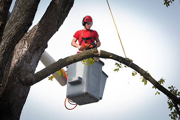 Best Root Management and Removal  in Matthews, NC