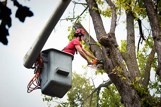 Best Tree Removal  in Matthews, NC